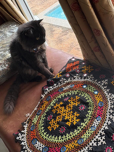 Colourful Bhavadia embroidery entrances Onyx the cat.